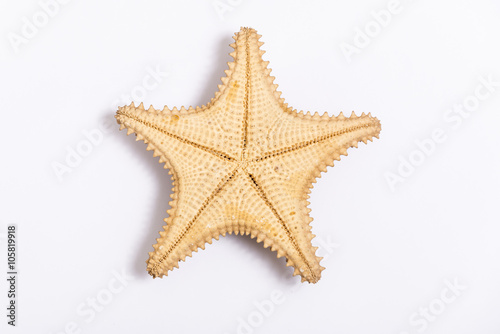 The inverted caribbean starfish isolated on white background, view from the top