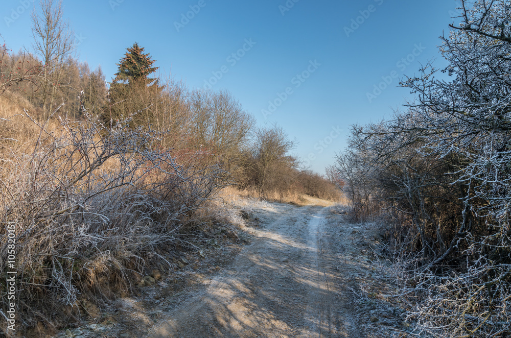 Dirt road in the bushes, frost morning Dirt road in the bushes, frost morning