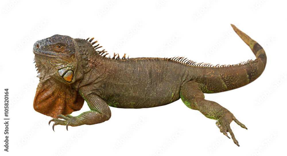 Fototapeta premium Brown varan.