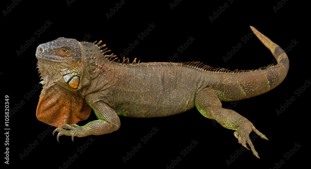 Fototapeta premium Brown varan.