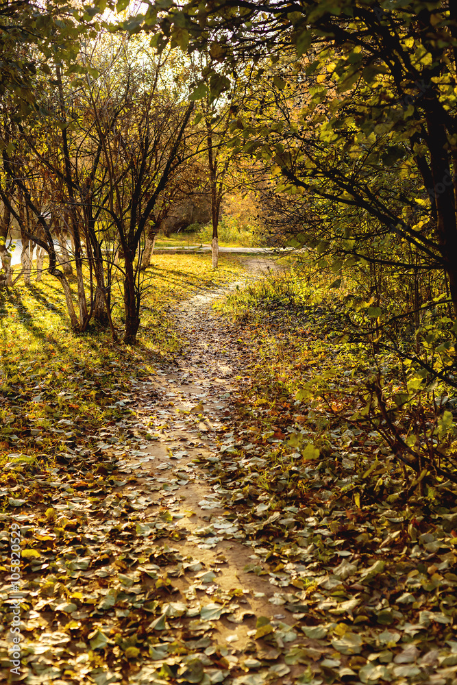 Fototapeta premium Natural background with green grass and yellow leaves. Autumn lawn.