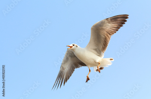 Seagull fly in the sky at Bang Pu,Thailand. © Passakorn