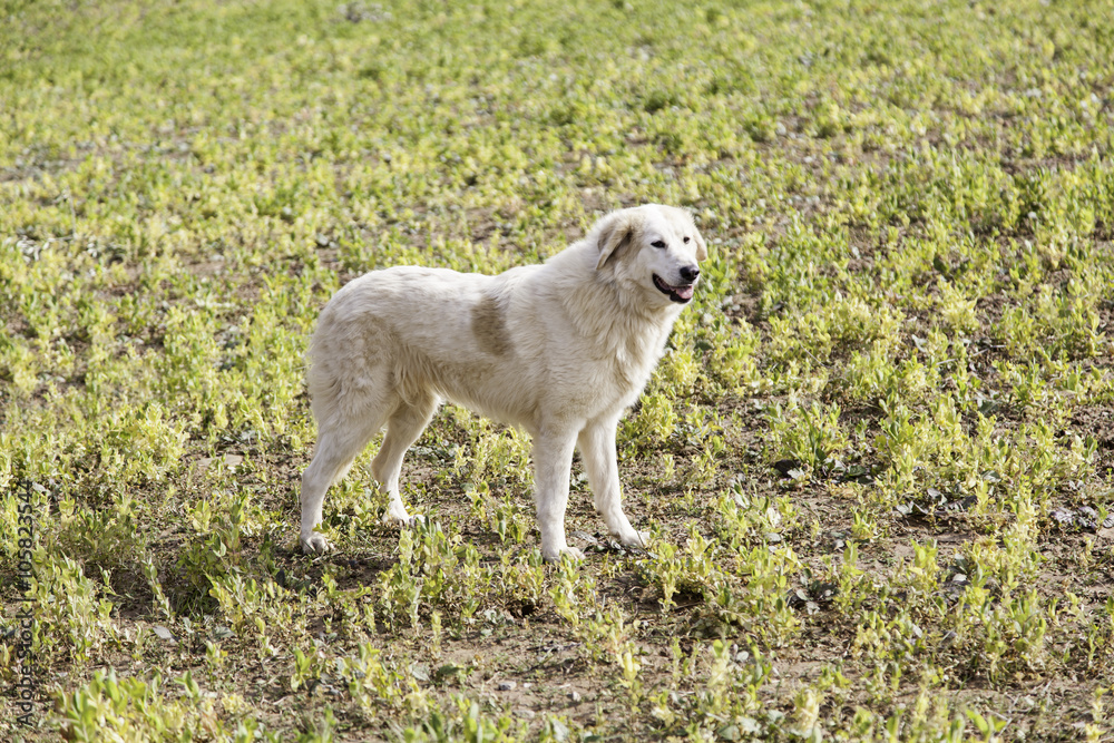 Golden dog in the field