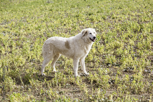 Golden dog in the field