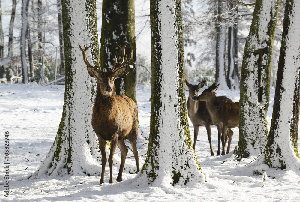 Obraz premium Wild deers between the trees, in the winter park with fresh snow