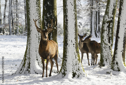 Wild deers between the trees, in the winter park with fresh snow