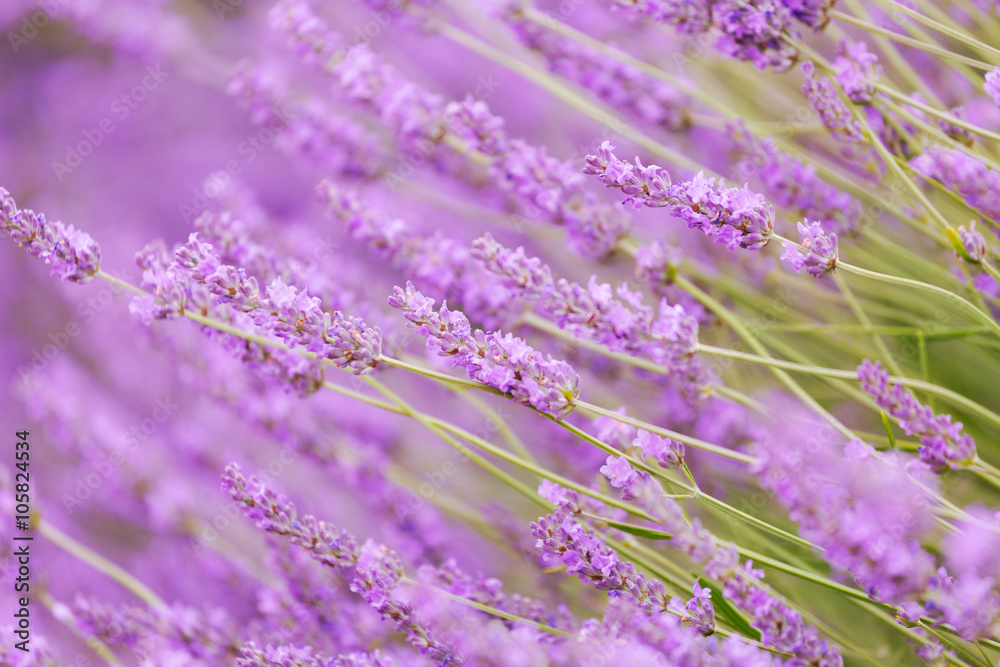 Fototapeta premium Purple violet color lavender flower field closeup background. Selective focus used.