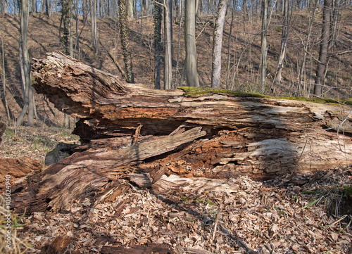 Totholz, Wald, Ökosystem, Dead wood, Ecosystem