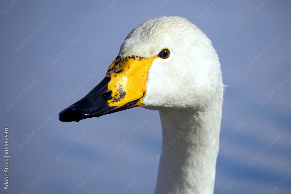 Obraz premium ウトナイ湖の白鳥