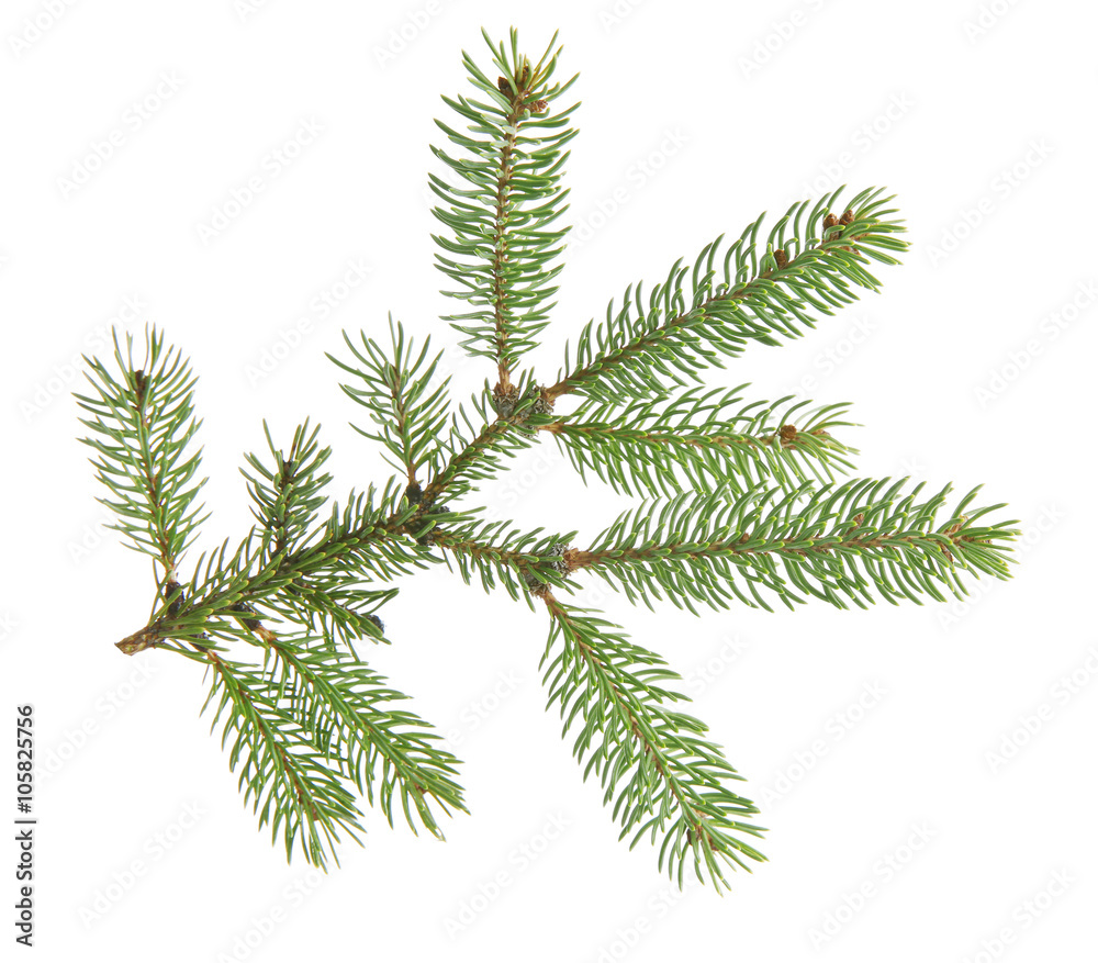 Fir branch, isolated on white