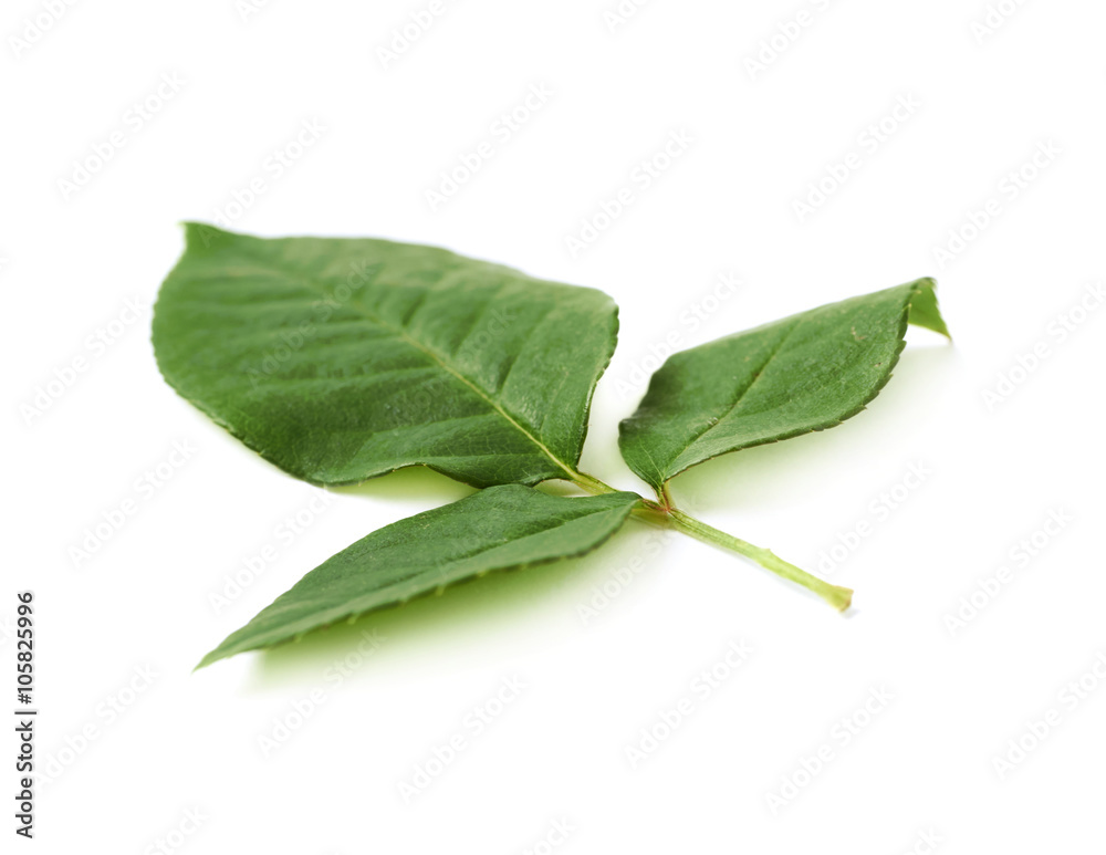 Fototapeta premium Three rose leaves isolated