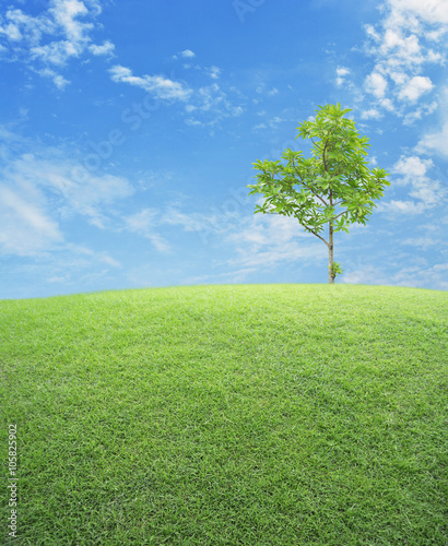 Green grass field with tree over blue sky  nature background