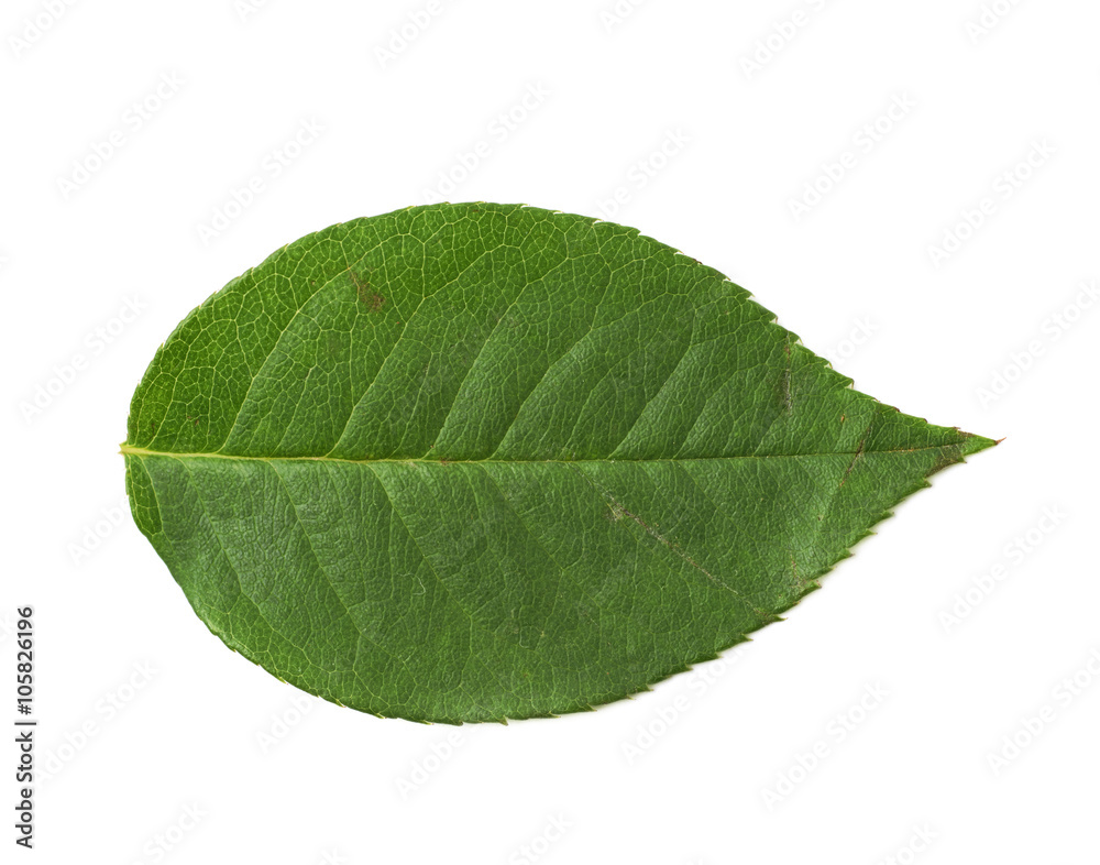 Obraz premium Single green rose leaf isolated