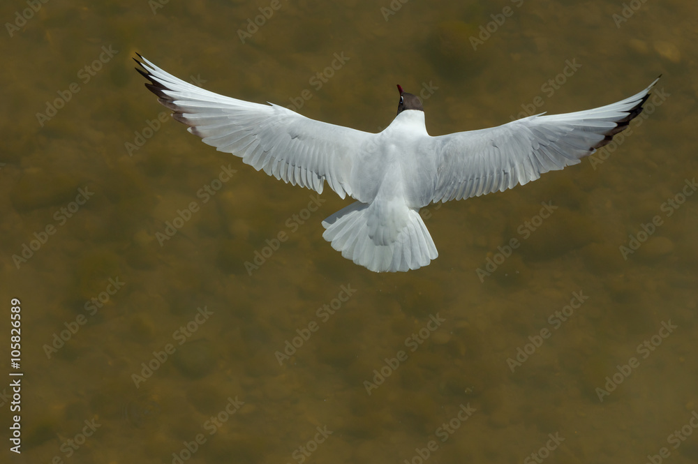 Obraz premium Seagull flying
