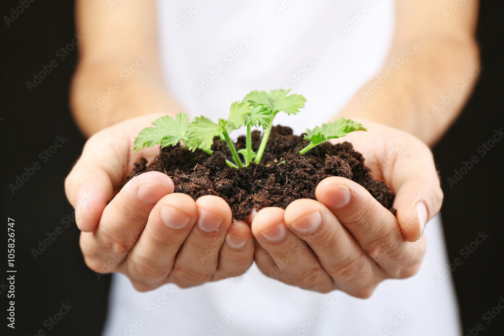 Male hands holding soil and plant, closeup Male hands holding soil and plant, closeup