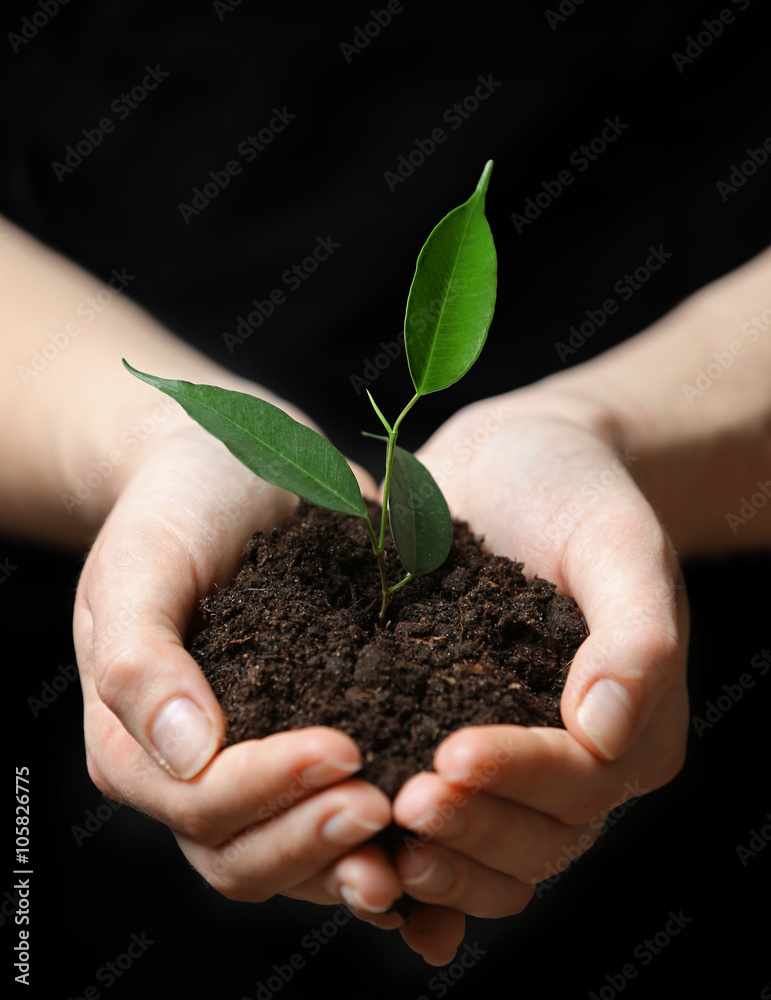 Female hands holding soil and plant on black background Female hands holding soil and plant on black background