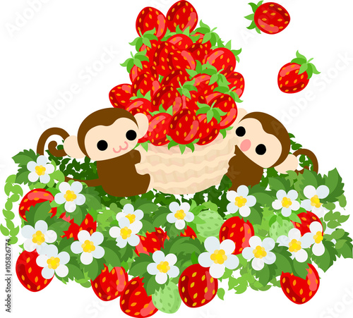 Pretty monkey enjoying strawberry picking