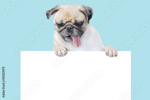 Cute puppy dog pug above banner look down with copy scape for label on blue background, Mockup template for gift certificate