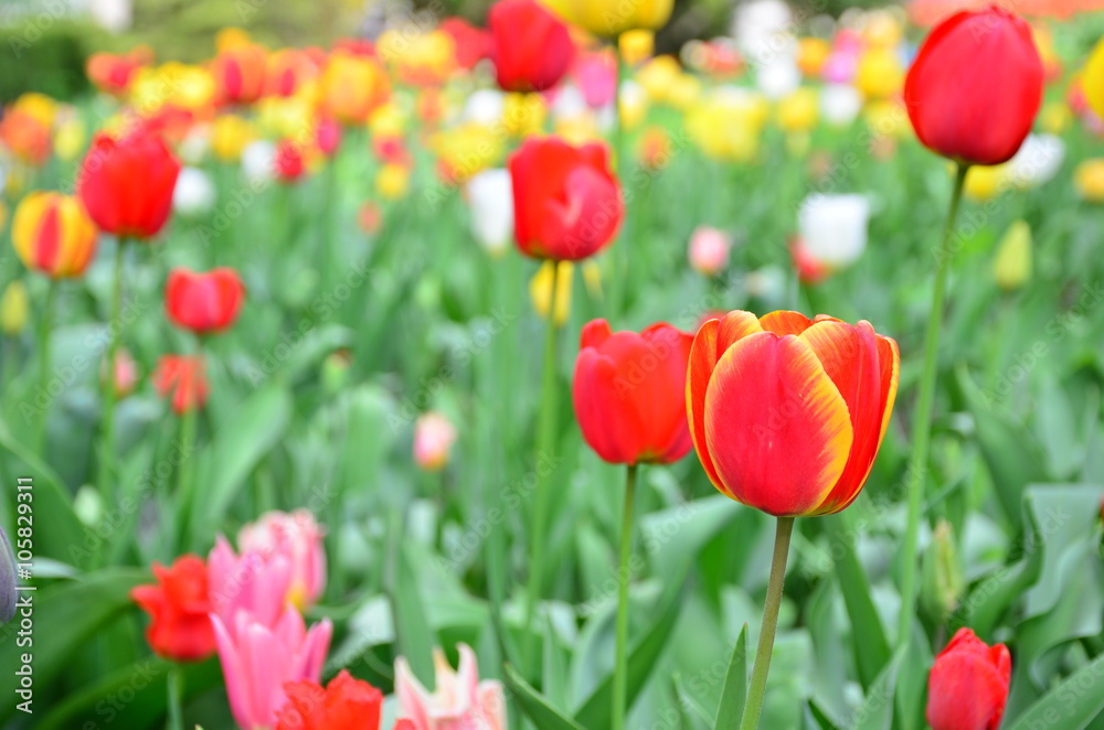Tulips. Beautiful bouquet of tulips. Colorful tulips. Tulips in spring Tulips. Beautiful bouquet of tulips. Colorful tulips. Tulips in spring