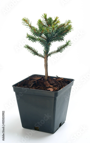 Picea omorika Nana in a pot