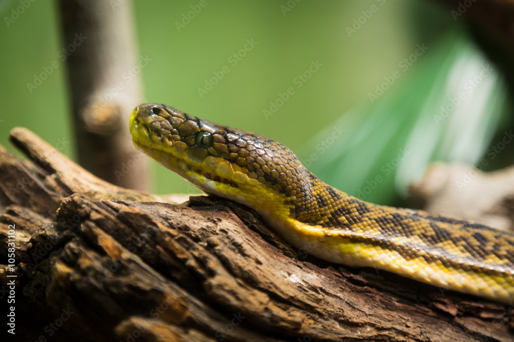 Python reticulatus Python reticulatus