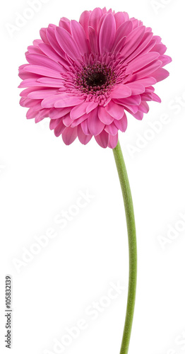 pink gerbera on a stalk