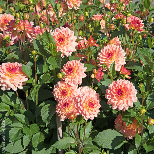 Dahlien, Dahlias