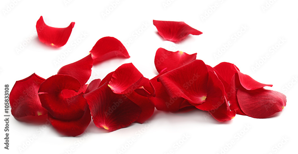 Red rose petals isolated on white