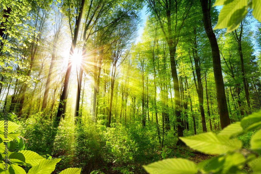 Naklejka premium Nasłonecznione drzewa liściaste w lesie
