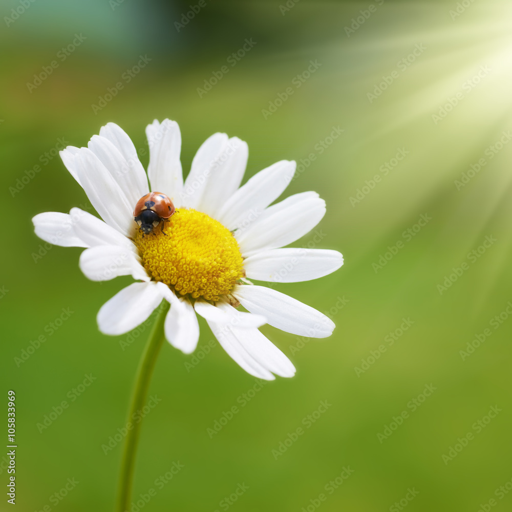 White daisy with red ladybug