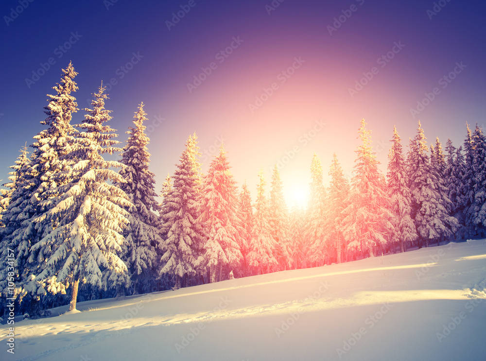 Beautiful winter landscape