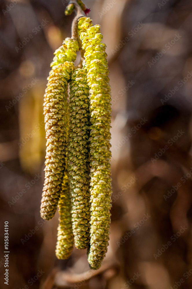Naklejka premium 9166 im Garten - Haselnuss