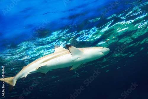 Caribbean reef shark © Pavlo Vakhrushev