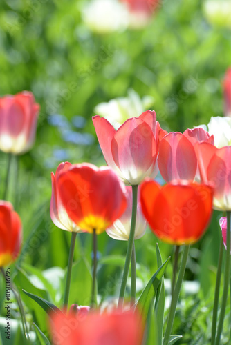 Tulpen