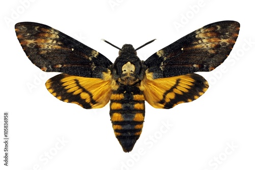 Death's-head Hawkmoth isolated
