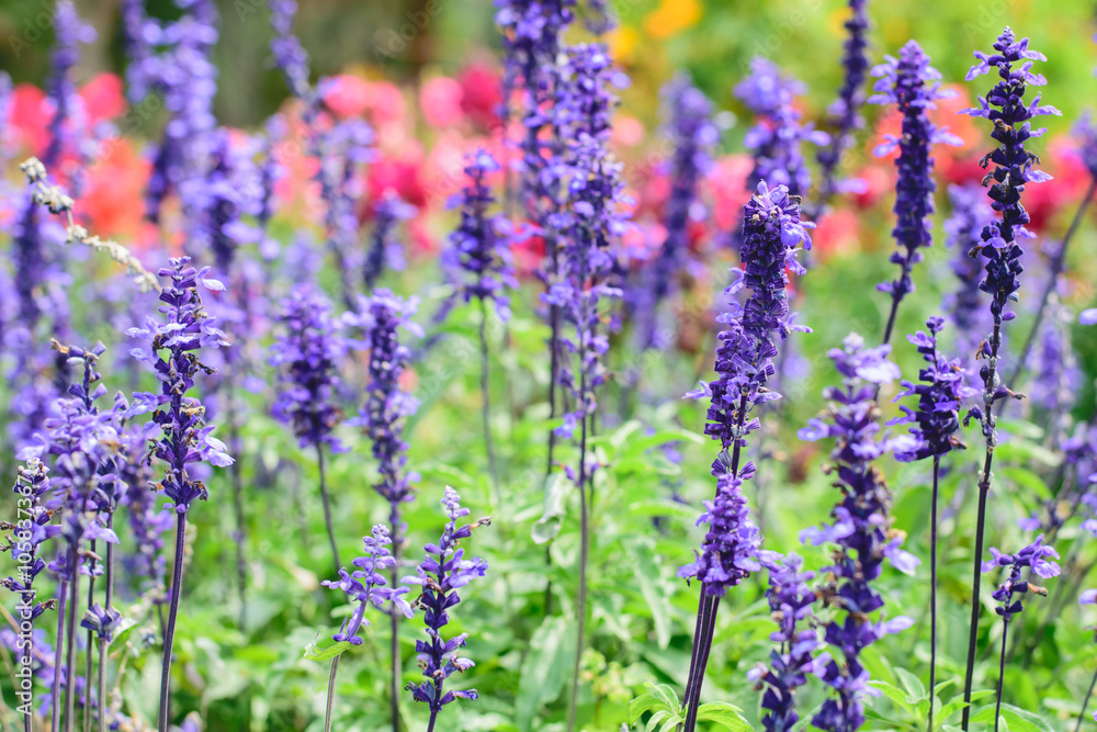 Naklejka premium purple lavender flower