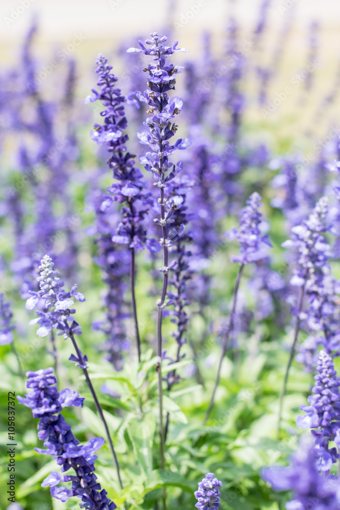 Blue Salvia (salvia farinacea) flowers Blue Salvia (salvia farinacea) flowers