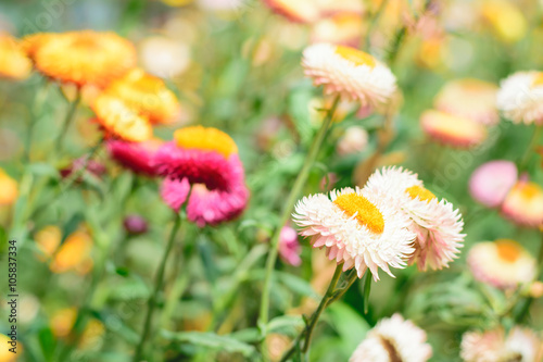 Helichrysum or Straw flower