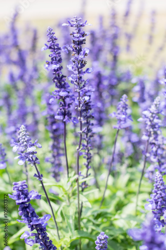 Blue Salvia (salvia farinacea) flowers