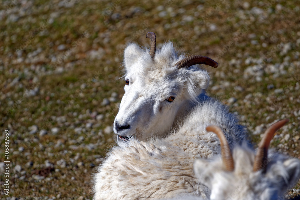 Obraz premium Dall sheep