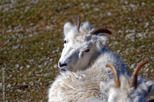 Dall sheep