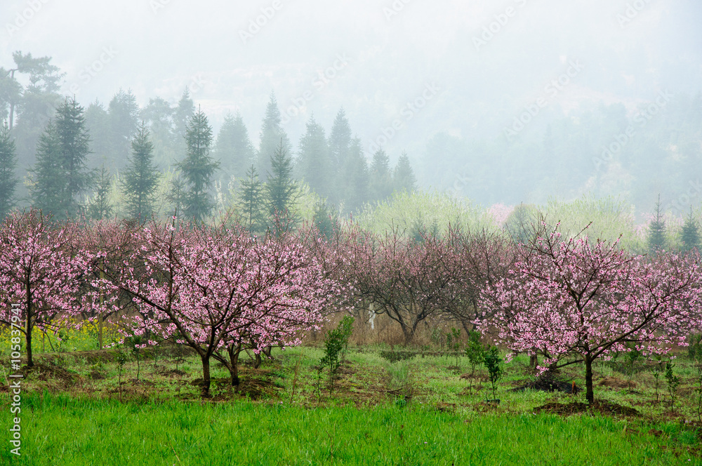 The beautiful blooming peach flowers in spring season
The beautiful blooming peach flowers in spring season