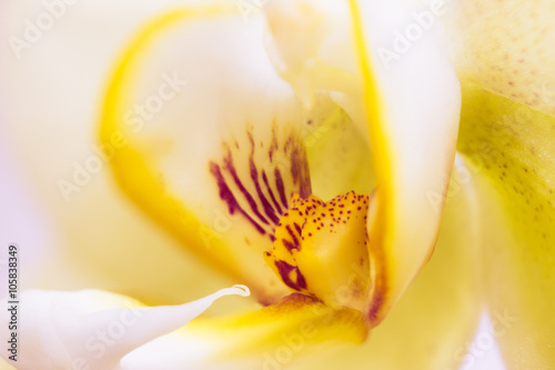 closeup of colorful orchid on white background