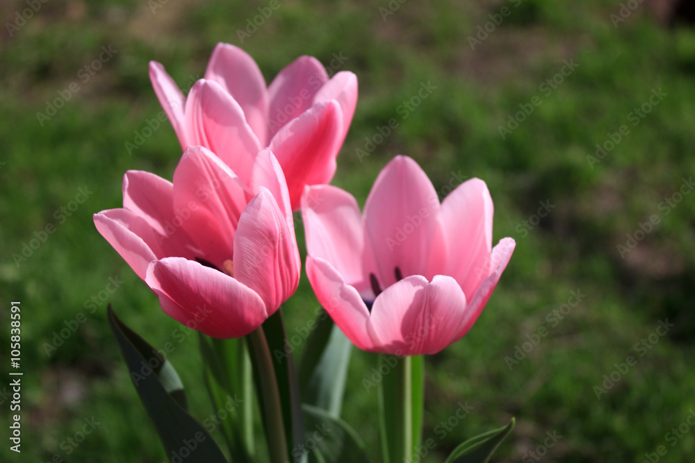 Pink tulips in front of grass
