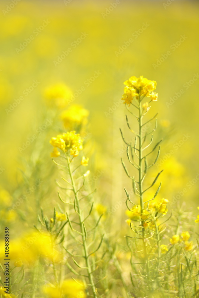 Fototapeta premium 菜の花畑