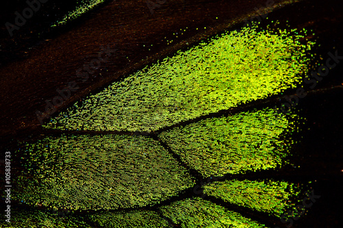 Butterfly wing background
