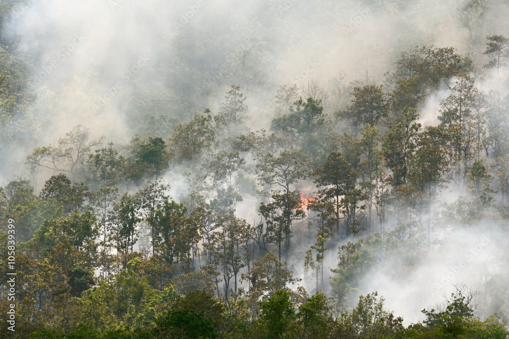 Fototapeta premium Forest fire in tropical forest , Southeast Asia