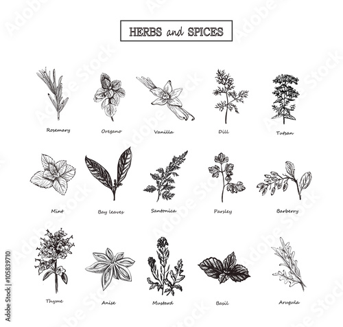 Herbs and Wild Flowers. Botany. 15 Set. Vintage flowers. Vector illustration in the style of engravings.