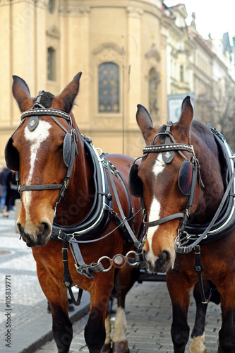 Detail of two carriage horses