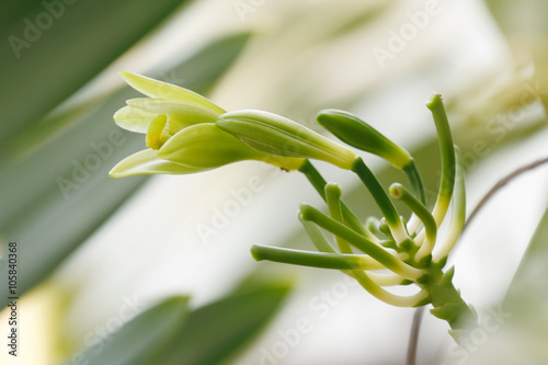 Fototapeta Naklejka Na Ścianę i Meble -  Vanilla planifolia  is a member of vanilla orchid.   The resource of  vanilla flavoring.